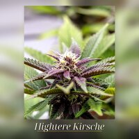 Kannabia Hightere Kirsche Fem.