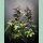 Kannabia Hightere Kirsche Fem. 5+2St.