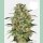 Sensi Seeds Black Domina Fem. 3St.