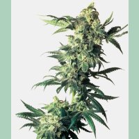 Sensi Seeds Northern Lights #5 x Haze Fem. 10St.