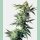 Sensi Seeds Northern Lights #5 x Haze Fem. 10St.