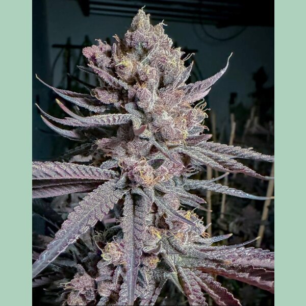 Solfire Gardens Ripe Fem 6St.