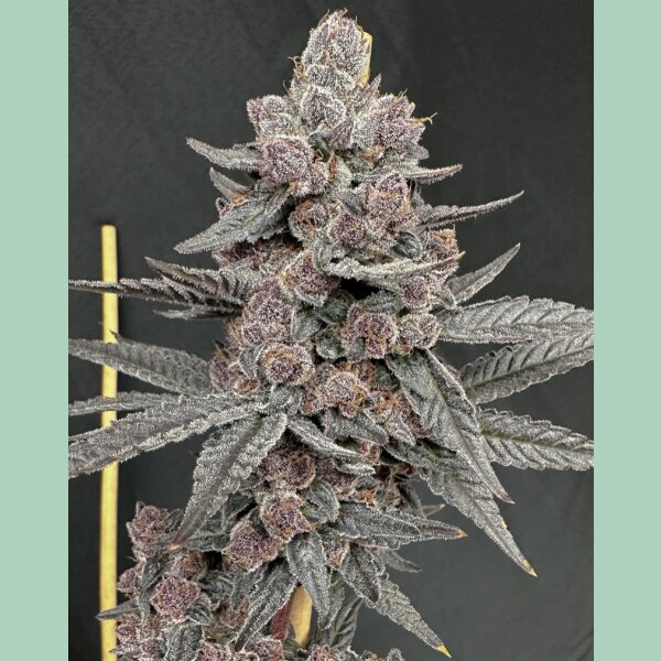 Solfire Gardens Sinferno Fem 6St.
