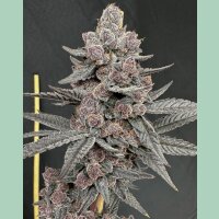 Solfire Gardens Sinferno Fem 6St.