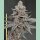 Solfire Gardens Sinferno Fem 6St.