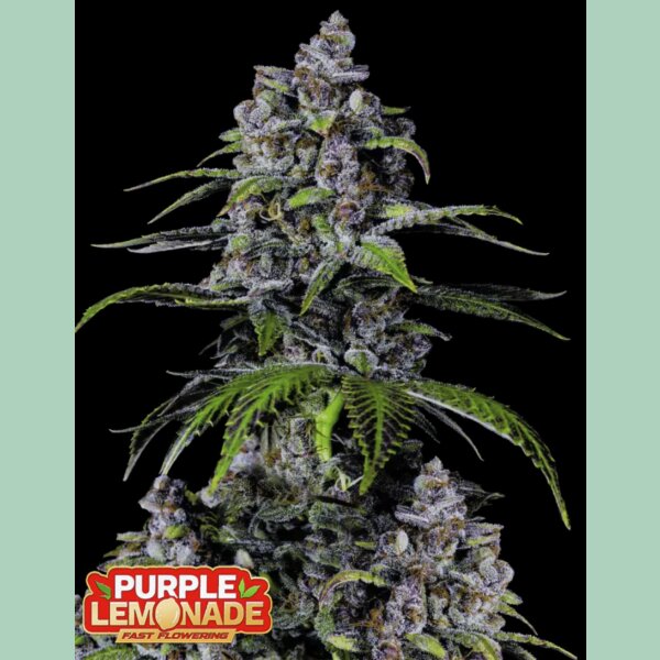 Fast Buds Purple Lemonade FF Fem 3St.