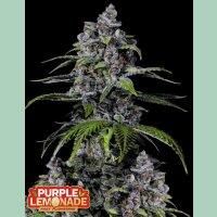 Fast Buds Purple Lemonade FF Fem 3St.