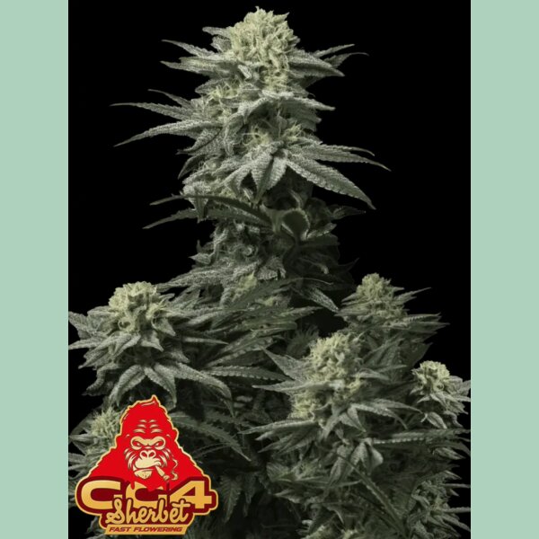 Fast Buds GG4 Sherbet FF Fem 3St.