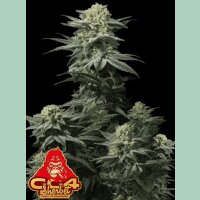 Fast Buds GG4 Sherbet FF Fem 3St.