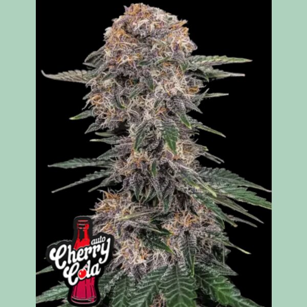 Fast Buds Cherry Cola Auto Fem 3St.