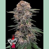 Fast Buds Cherry Cola Auto Fem 3St.