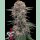Fast Buds Cherry Cola Auto Fem 3St.