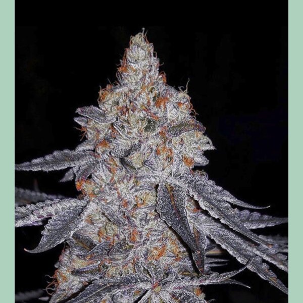Ethos Banana Daddy R1 Fem 5St.