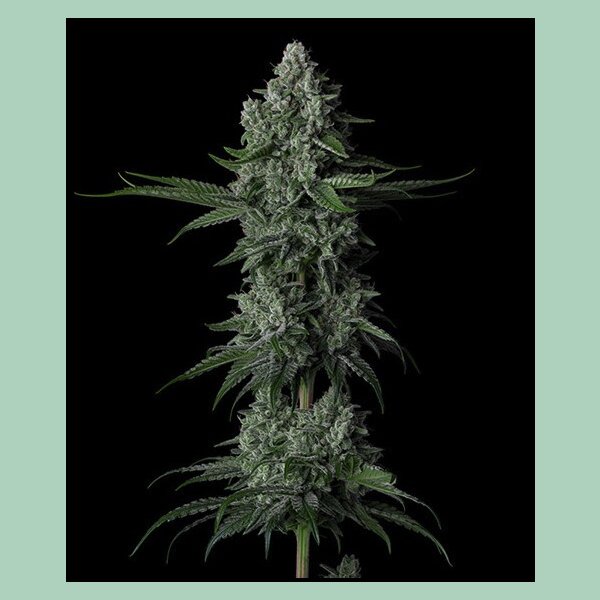 Ethos Grandpas Stash R2 Fem 5St.