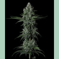 Ethos Grandpas Stash R2 Fem 5St.