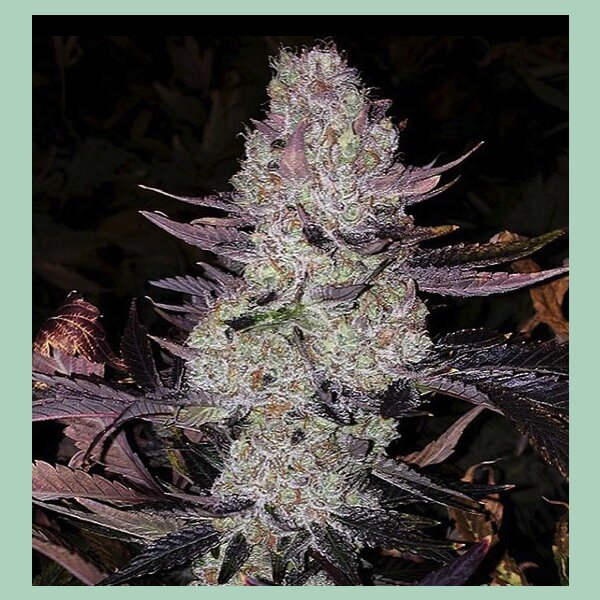Ethos Grape Diamonds R2 Fem 5St.