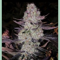 Ethos Grape Diamonds R2 Fem 5St.