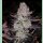 Ethos Grape Diamonds R2 Fem 5St.