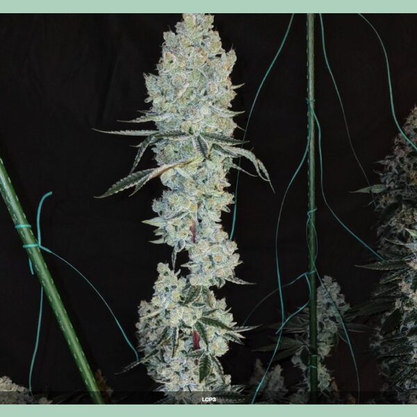 Ethos Lemon Cherry Pie R1 Fem 5St.