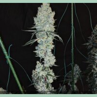 Ethos Lemon Cherry Pie R1 Fem 5St.