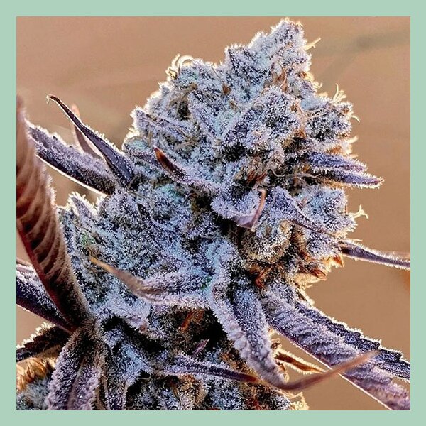 Ethos Lilac Diesel RBX2 Fem 5St.