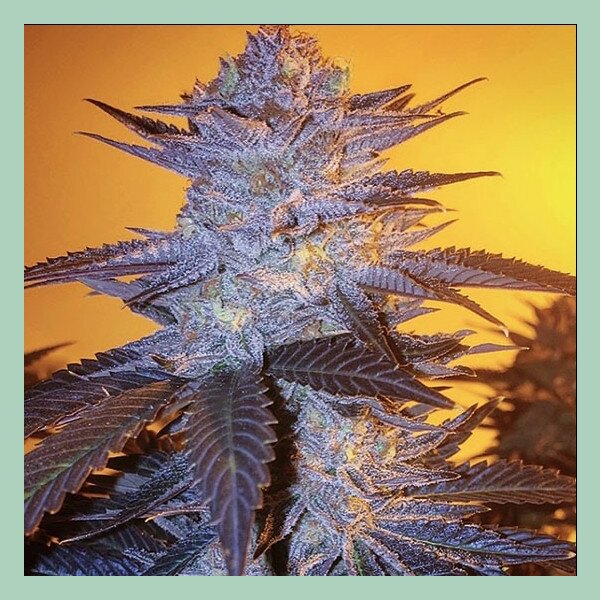 Ethos Orange Velvet Underground RBX Fem 5St.
