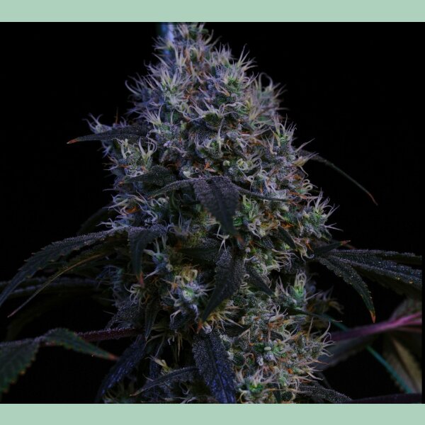 Ethos Super Lemon Haze RBX3 Fem 5St.