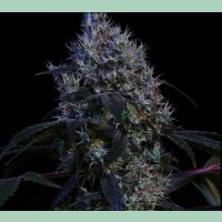 Ethos Super Lemon Haze RBX3 Fem 5St.