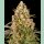 Barneys Farm Critical Kush Auto Fem 3St.