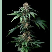 Barneys Farm Mendo Breath Fem 3St.