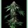 Barneys Farm Mendo Breath Fem 3St.