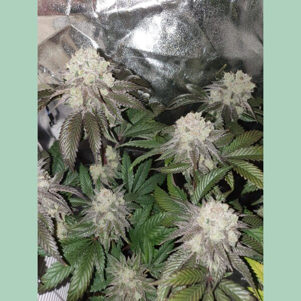 In House Genetics Banana Cake Fem 3St.