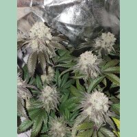 In House Genetics Banana Cake Fem 3St.