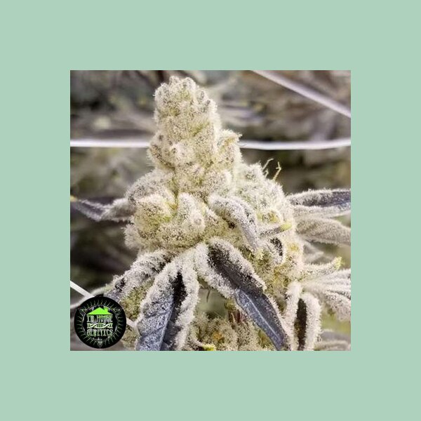 In House Genetics Masterpiece Fem 3St.