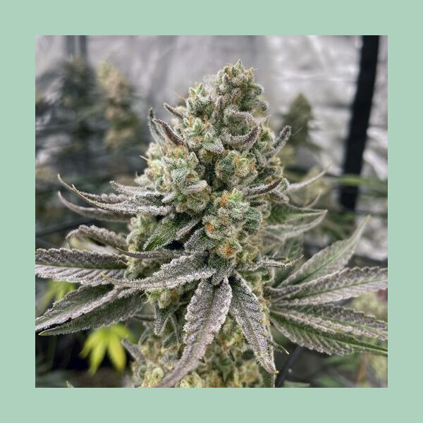 In House Genetics Platinumz Fem 3St.