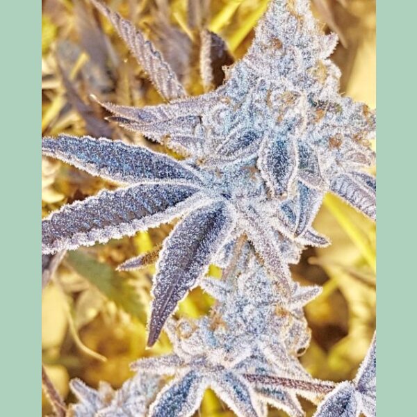 In House Genetics Platinum DOSI Fem 3St.