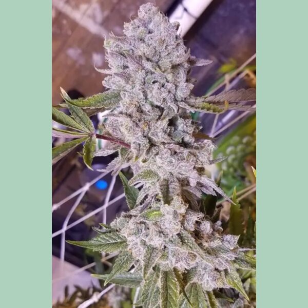 In House Genetics Platinum Gorilla Fem 3St.