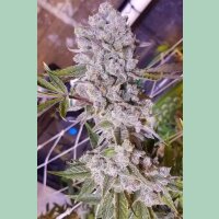 In House Genetics Platinum Gorilla Fem 3St.