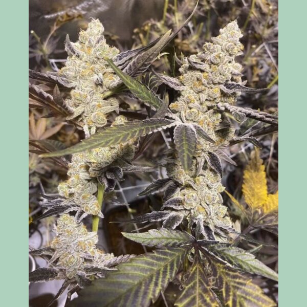 In House Genetics Platinum Purple Candy Fem 3St.