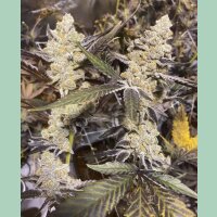 In House Genetics Platinum Purple Candy Fem 3St.