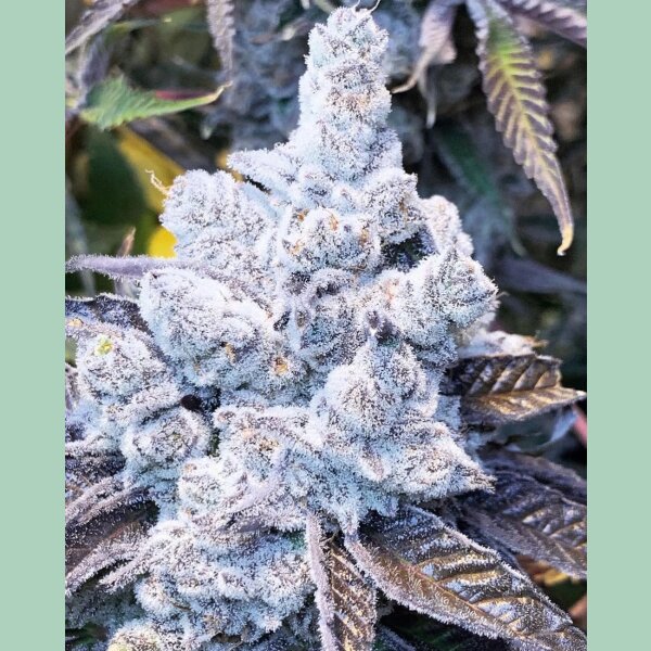 In House Genetics Slurricane #7 S1 Fem 3St.