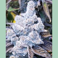 In House Genetics Slurricane #7 S1 Fem 3St.