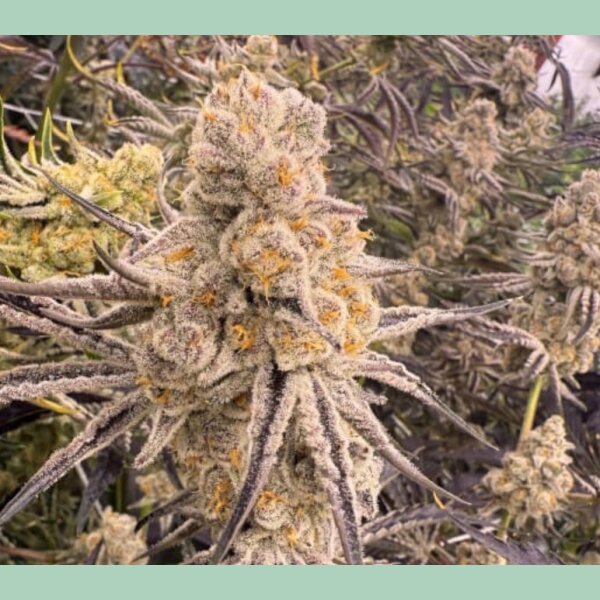 In House Genetics Slurricane IX Fem 3St.