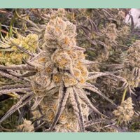 In House Genetics Slurricane IX Fem 3St.