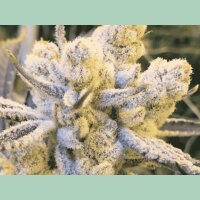 In House Genetics Sugar Cane Fem 3St.