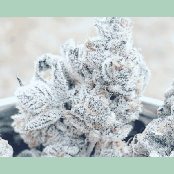 In House Genetics Bananacane Fem 3St.