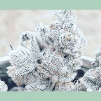 In House Genetics Bananacane Fem 3St.
