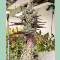 In House Genetics Bluenana Fem 3St.