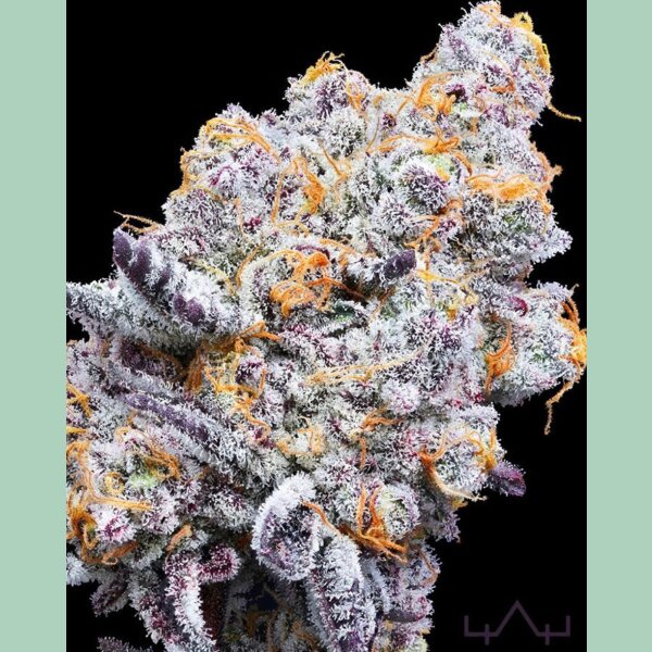 In House Genetics Deluxe Sugarcane Fem 3 St.