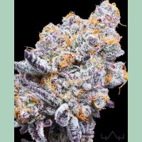 In House Genetics Deluxe Sugarcane Fem 3 St.